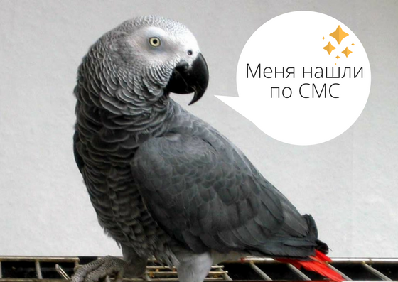 Как с помощью СМС-рассылки найти попугая